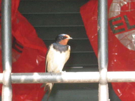 Avifauna humor